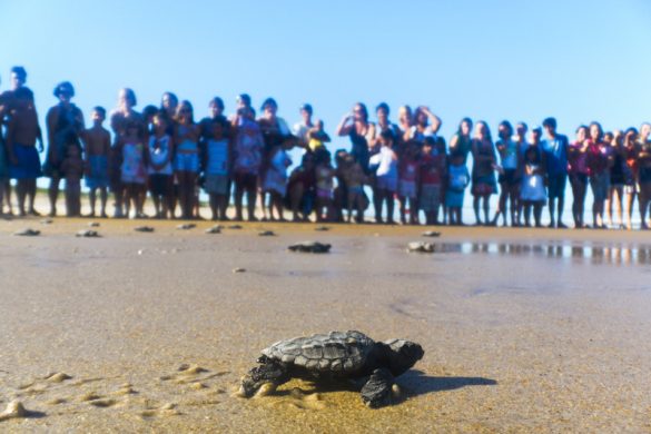 Tartarugas marinhas retornam ao litoral do Espírito Santo para reprodução